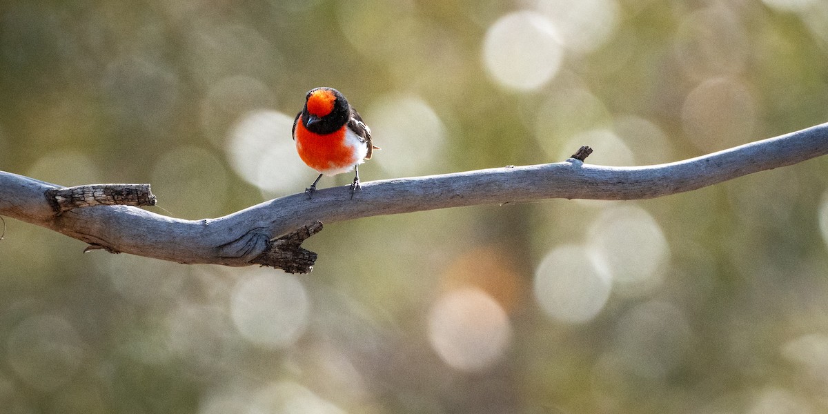 Red-capped Robin - ML611070186