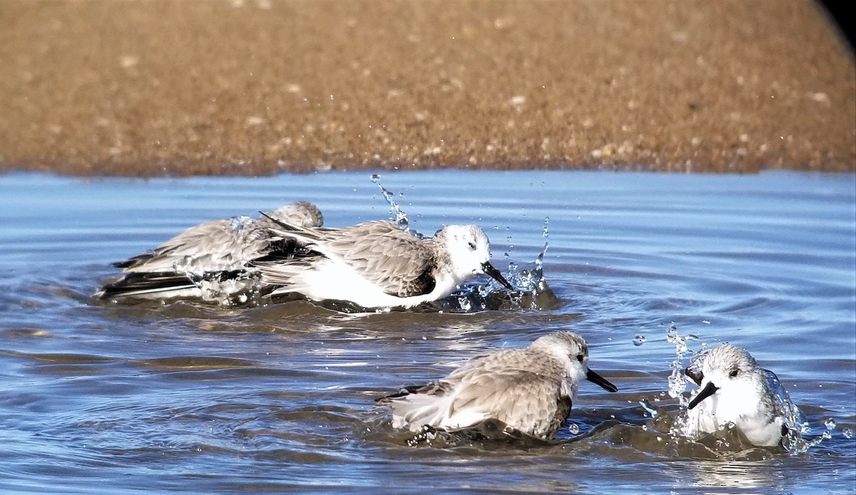 Sanderling - ML611070190