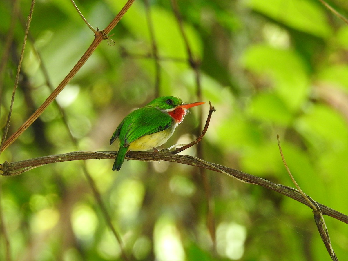 Puerto Rican Tody - ML611070200