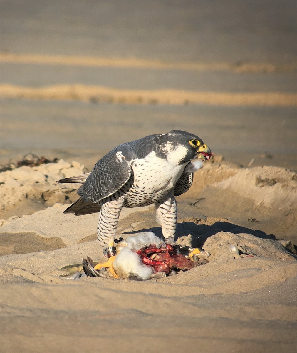 Peregrine Falcon - ML611070240