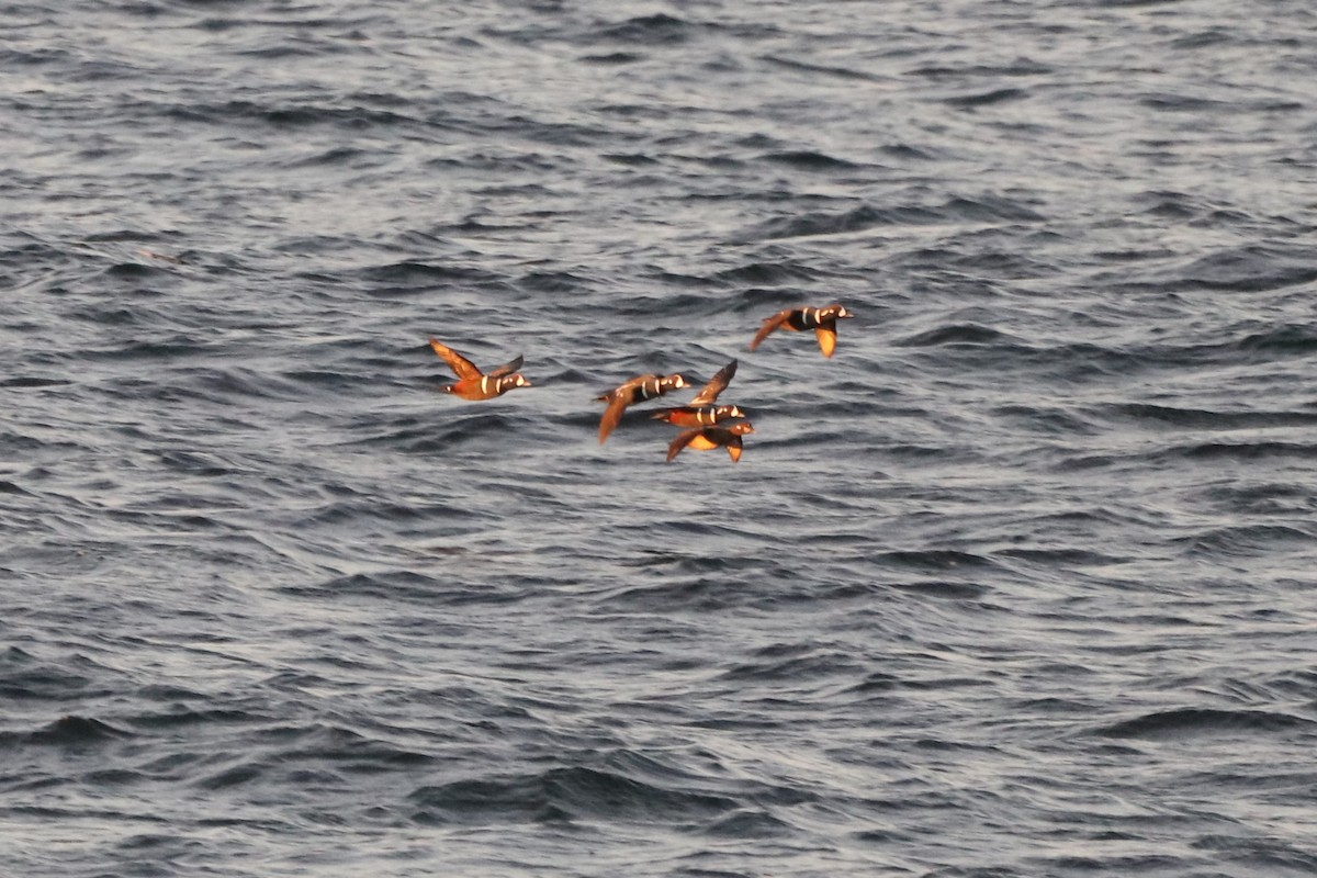 Harlequin Duck - Alex Plamondon