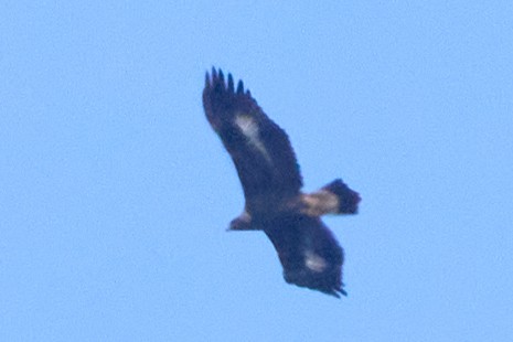 Steinadler - ML611070249