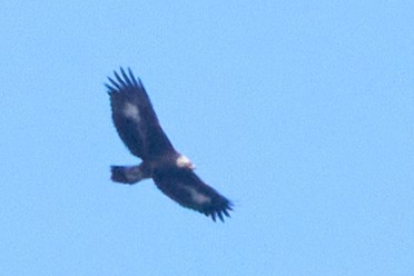 Steinadler - ML611070250