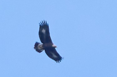 Steinadler - ML611070251