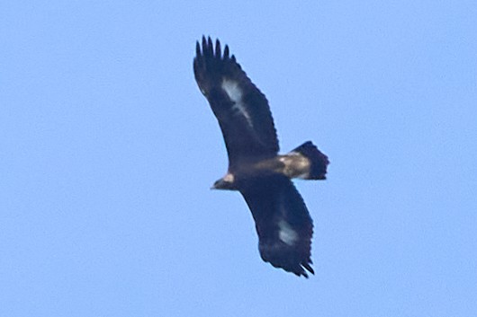 Steinadler - ML611070252