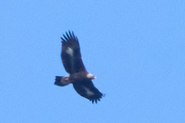 Steinadler - ML611070253