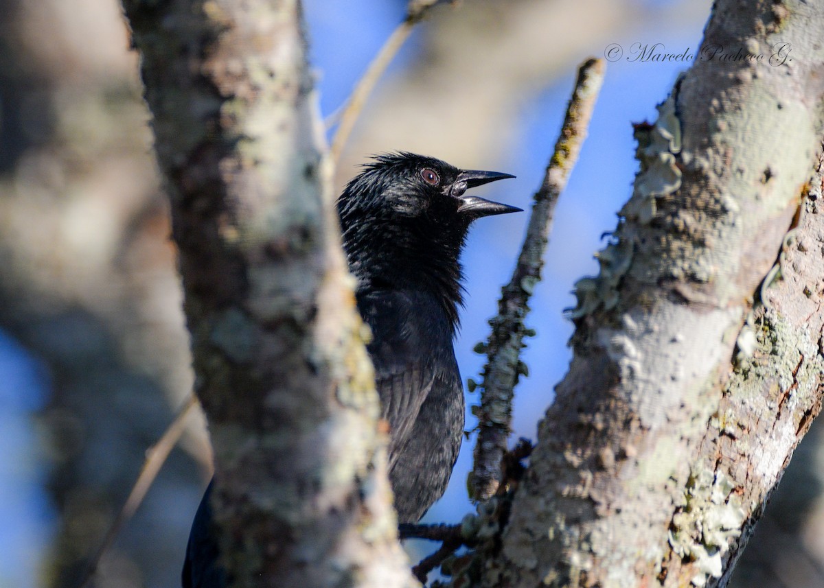 Chopi Blackbird - Marcelo Pacheco Guajardo