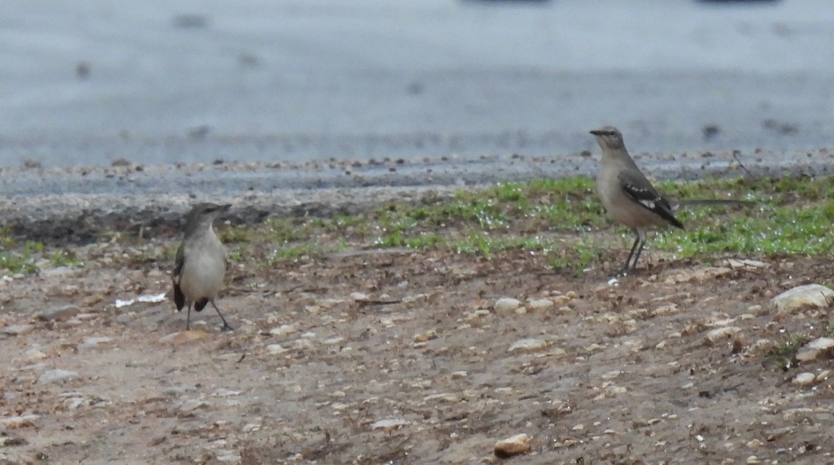 Northern Mockingbird - Shelia Hargis