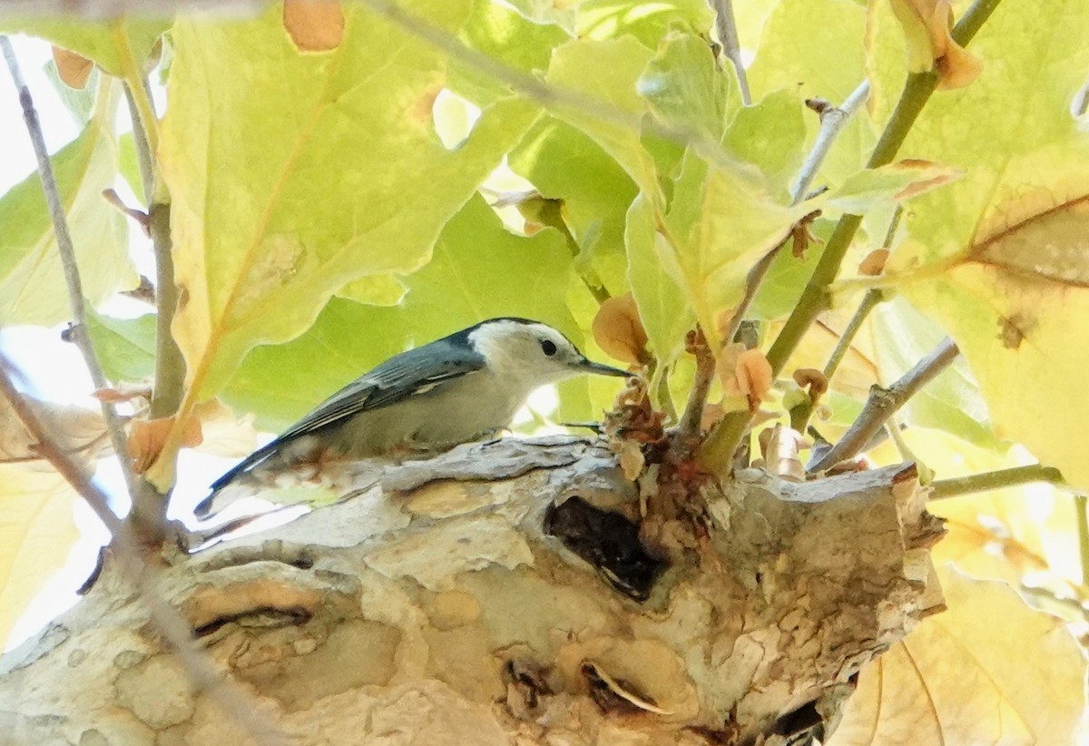 White-breasted Nuthatch - ML611070574