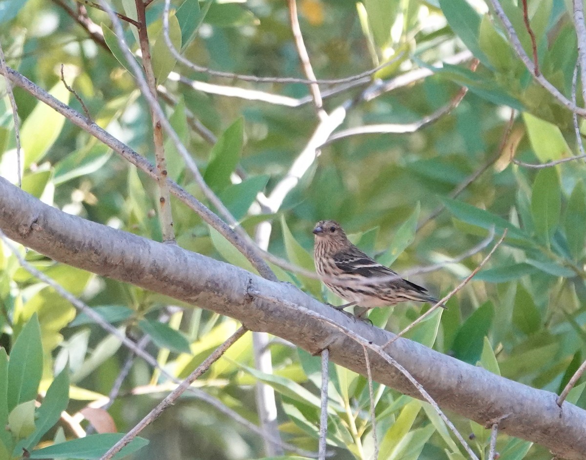 Pine Siskin - ML611070604