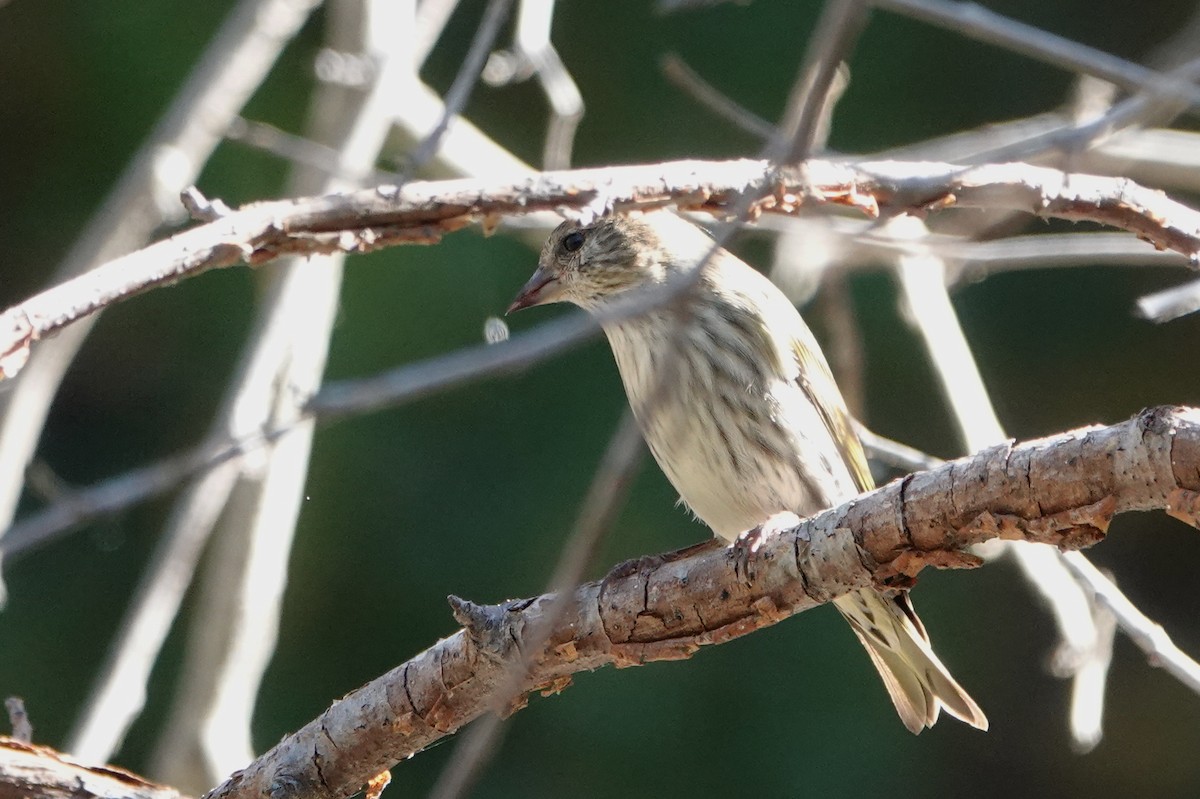 Pine Siskin - ML611070605