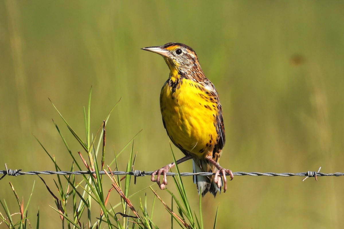 Eastern Meadowlark - ML611070727