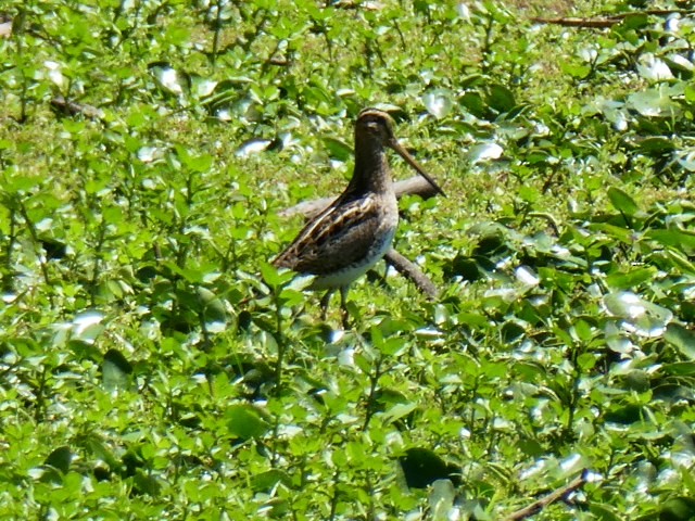 Latham's Snipe - ML611070731