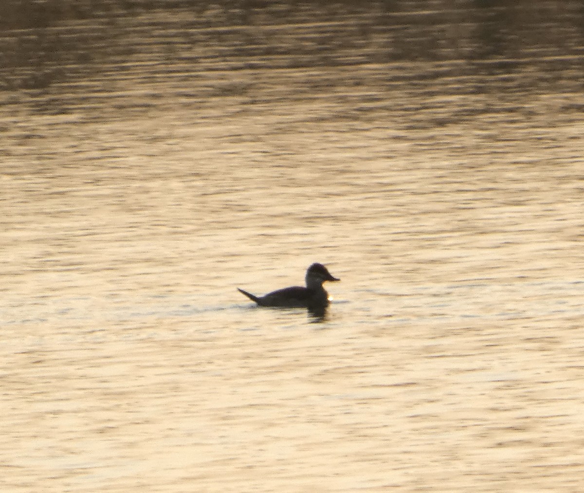 Ruddy Duck - ML611070736