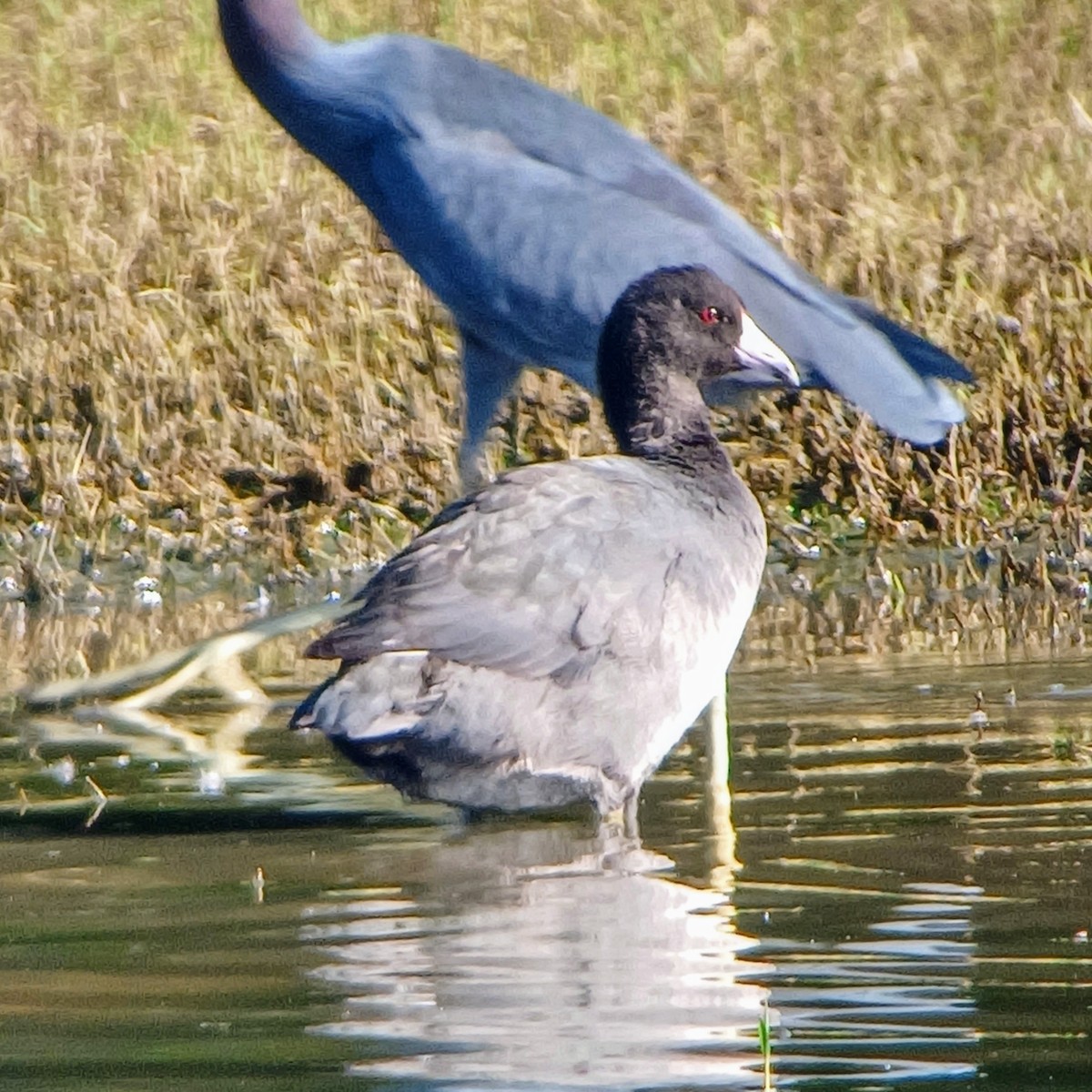 American Coot - ML611070770