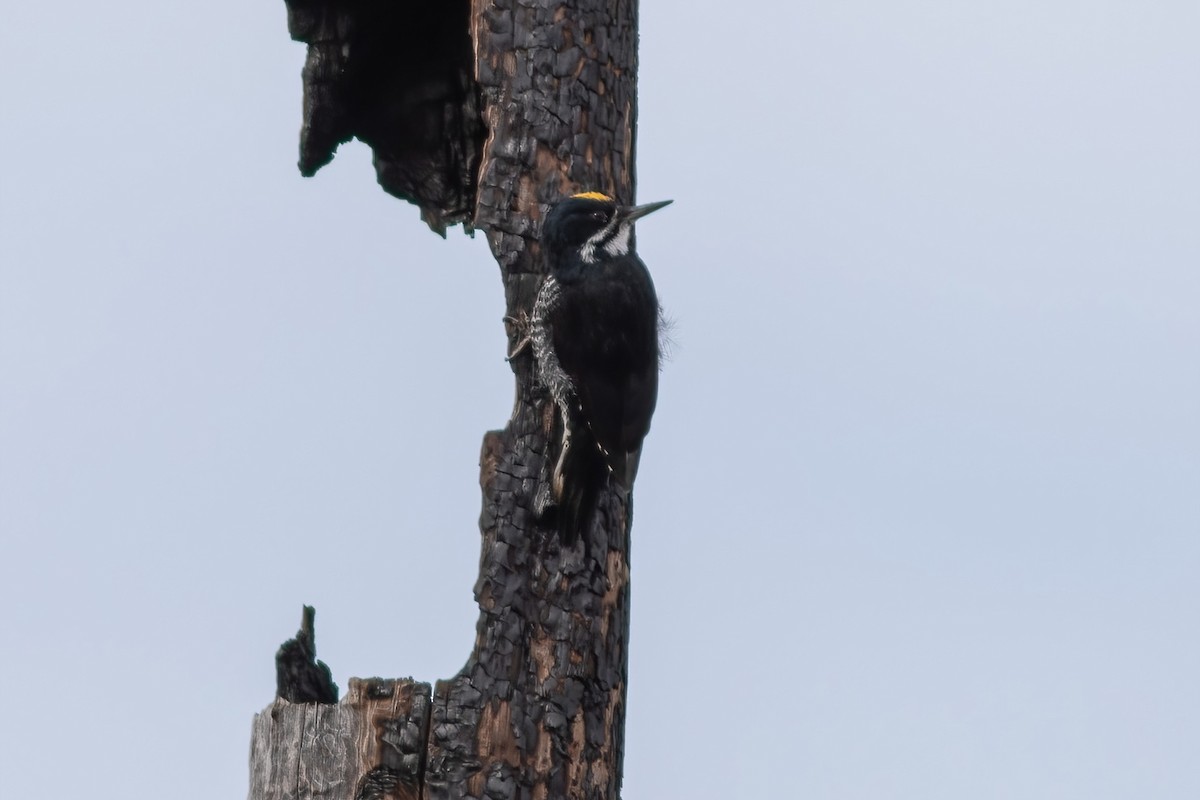 Black-backed Woodpecker - John C Sullivan