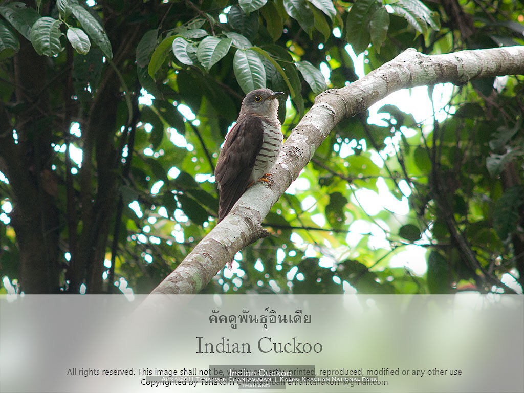 Indian Cuckoo - ML611070915