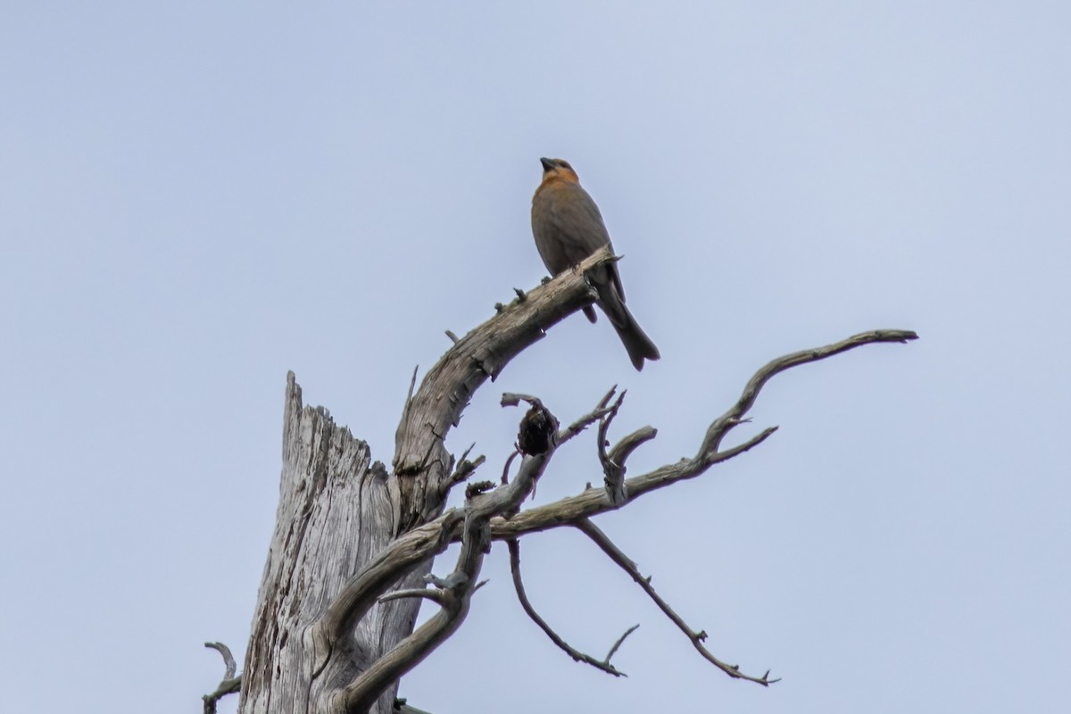 Pine Grosbeak - ML611070927