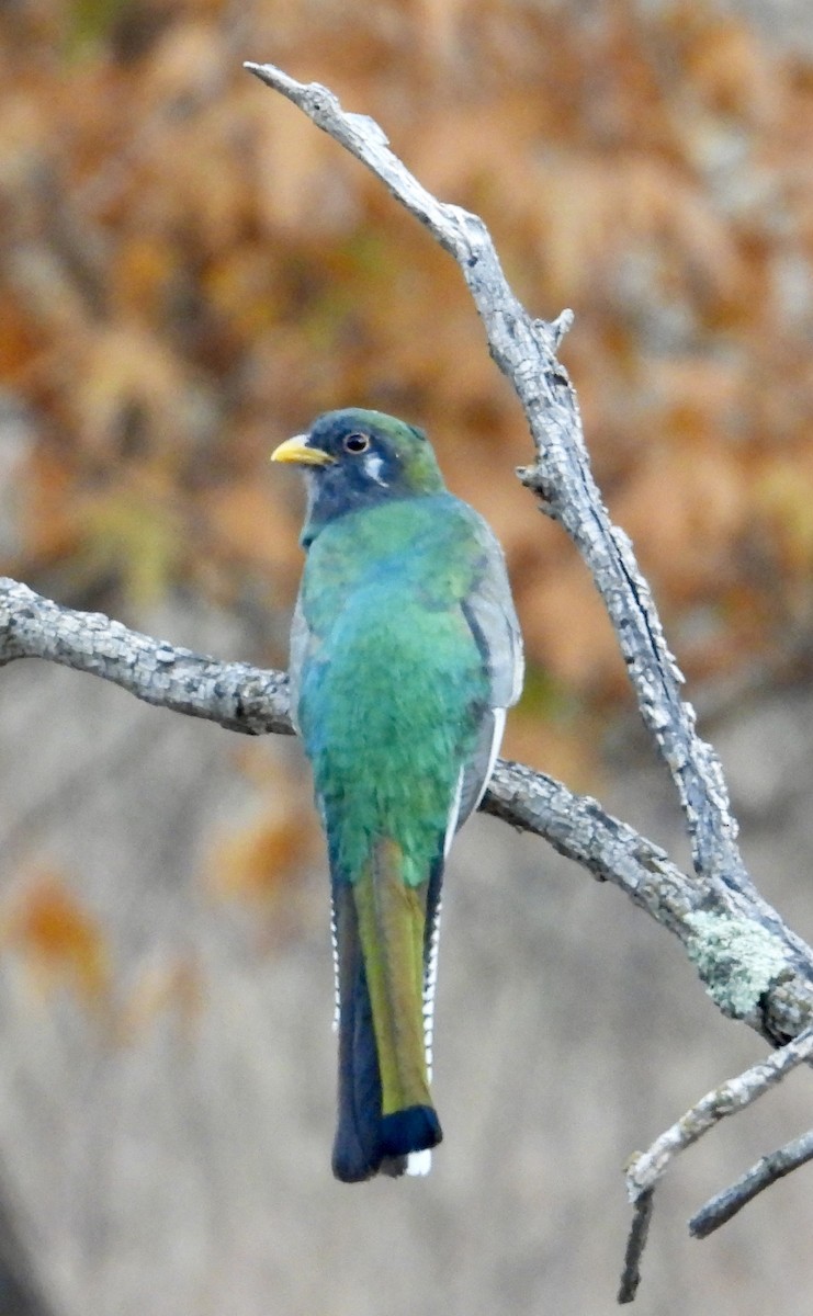 trogon krásný - ML611070980