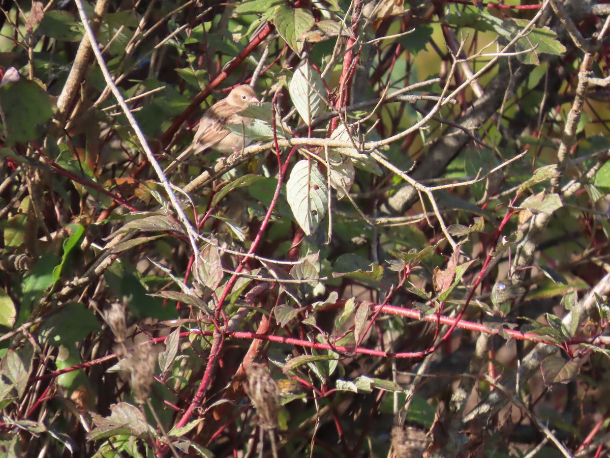 Field Sparrow - ML611071019