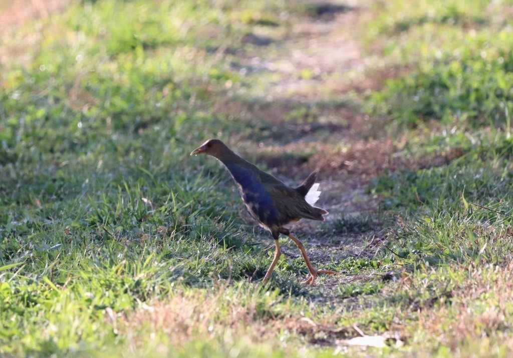 Purple Gallinule - ML611071056