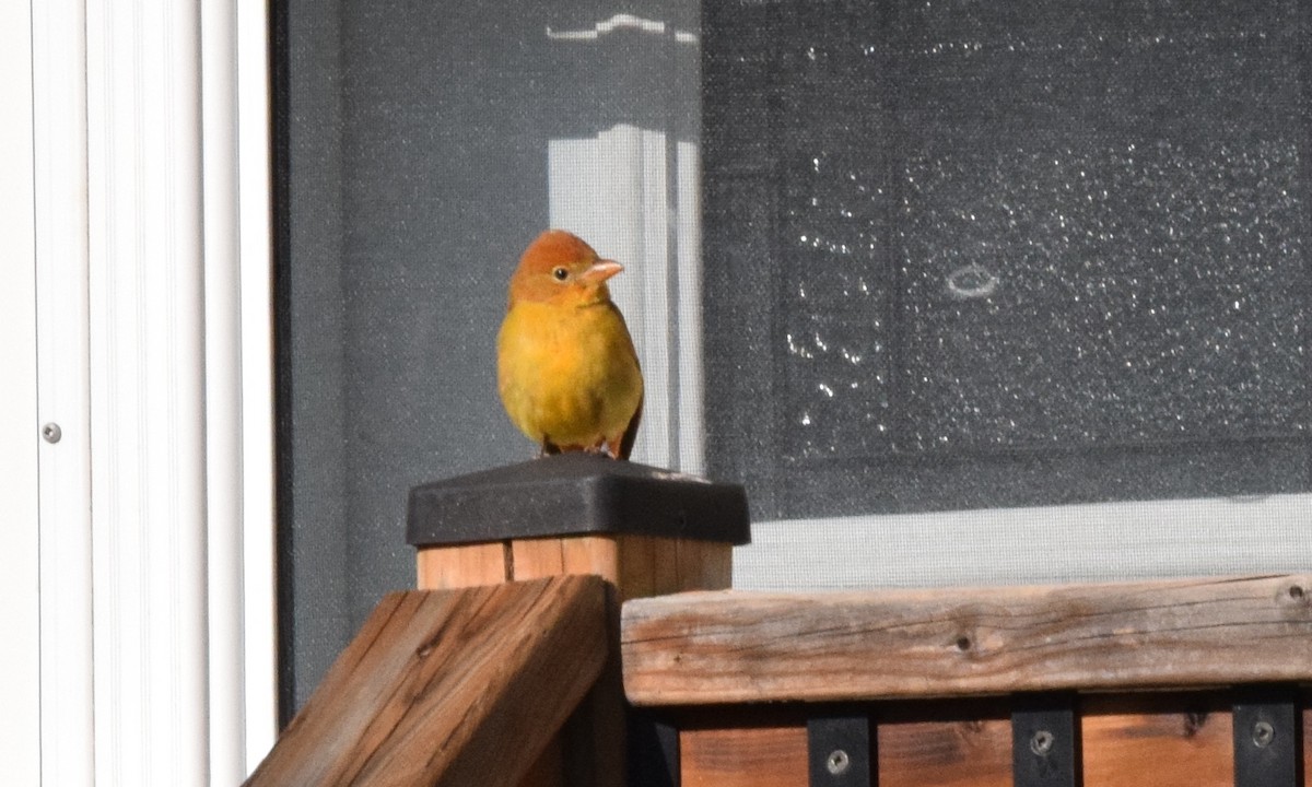 Summer Tanager - ML611071107