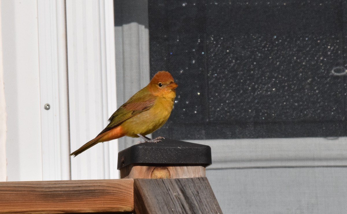 Summer Tanager - ML611071119