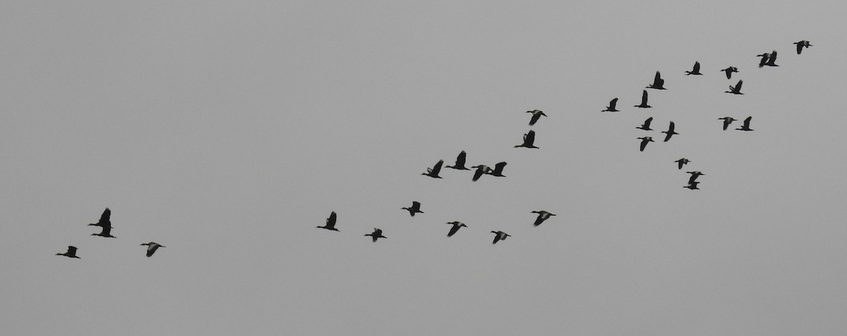 Dendrocygne à ventre noir - ML611071130