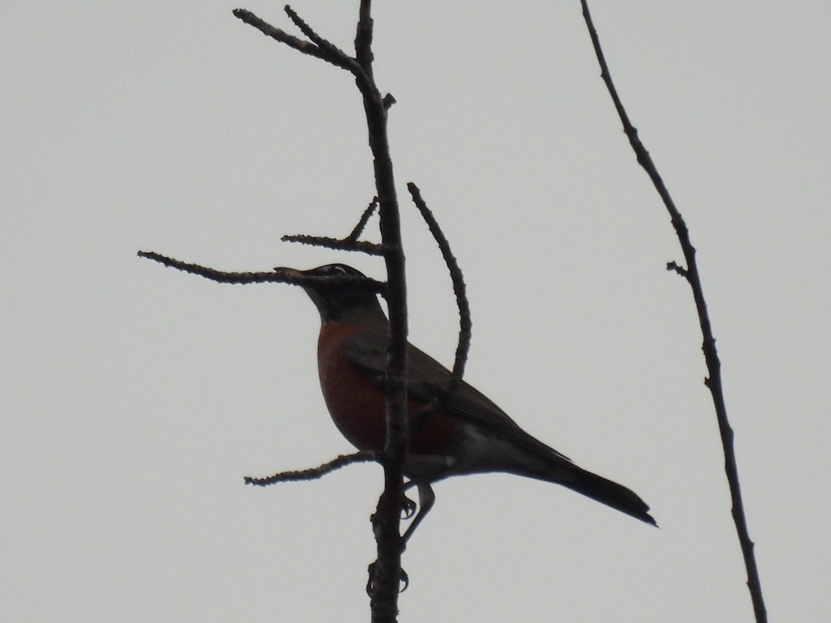 American Robin - Mike Coulson