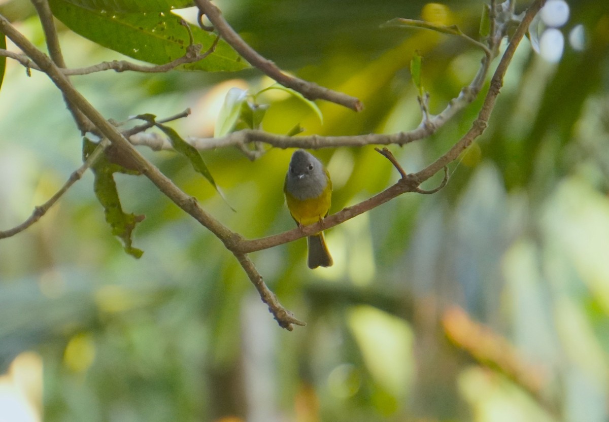 Gray-headed Canary-Flycatcher - ML611071230