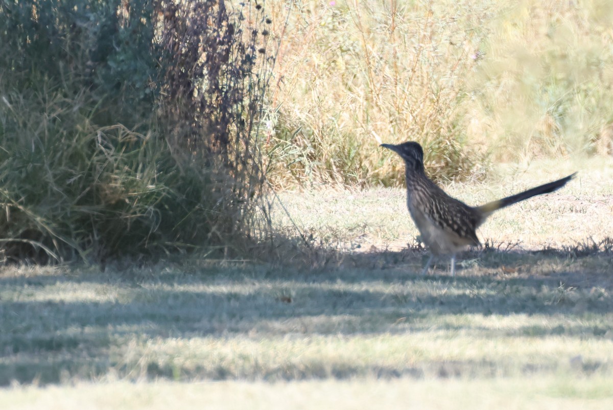 Greater Roadrunner - ML611071314