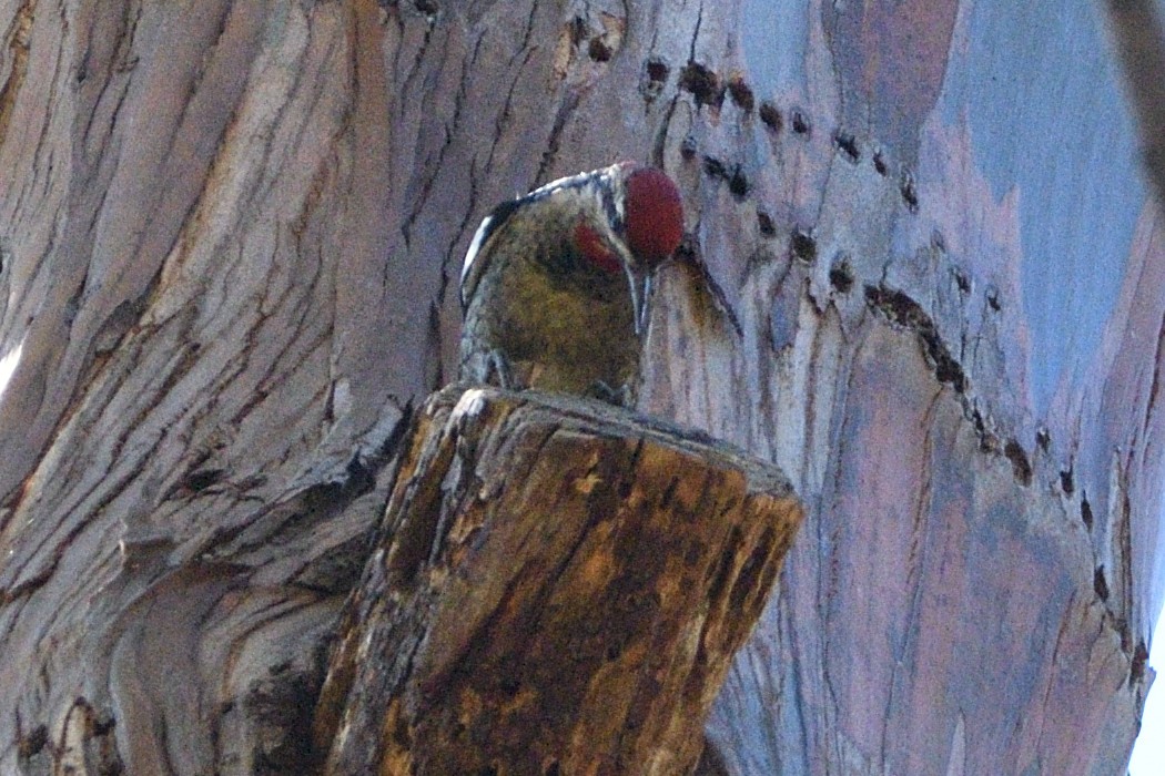 Red-naped Sapsucker - ML611071355