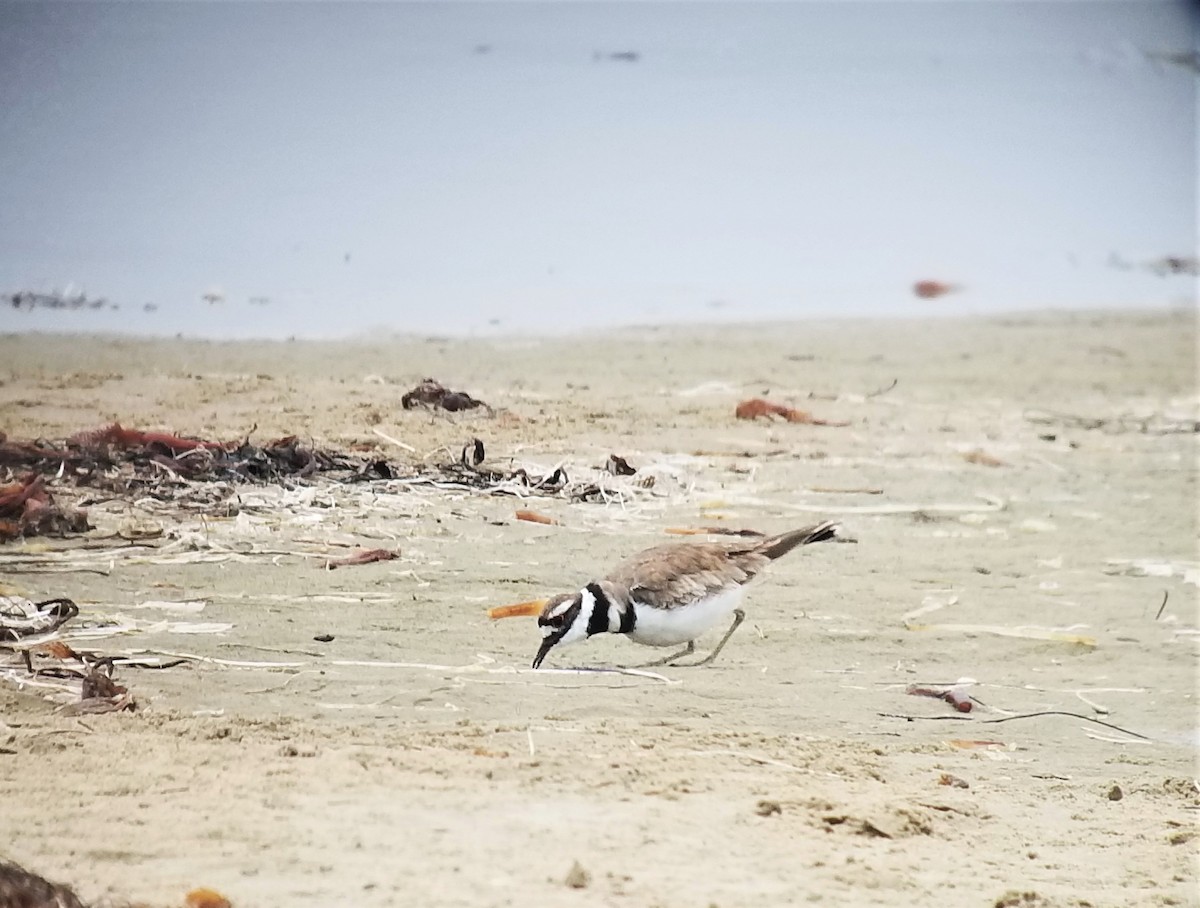 Killdeer - ML611071358