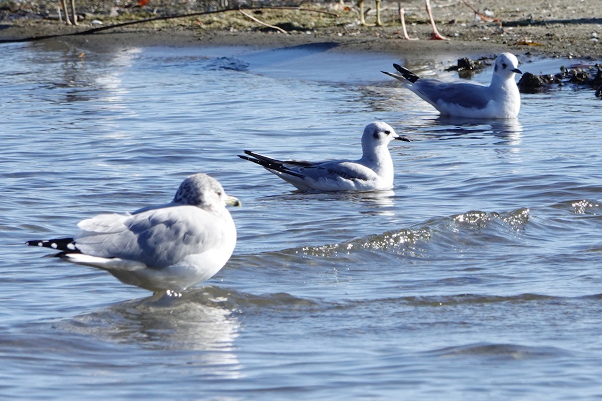 Gaviota de Bonaparte - ML611071399