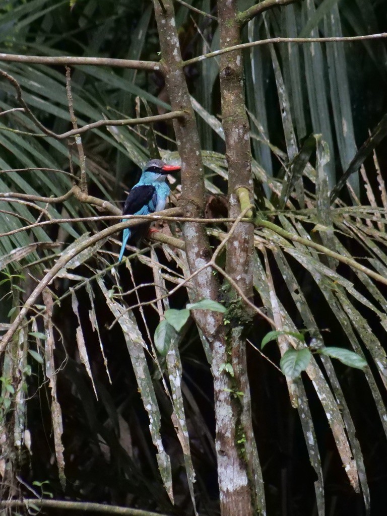 Blue-breasted Kingfisher - ML611071420