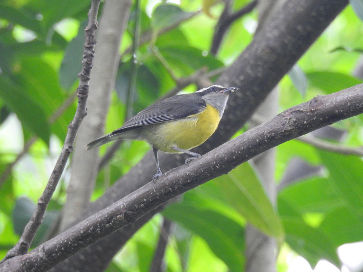 Bananaquit - M. Arturo Rosselli