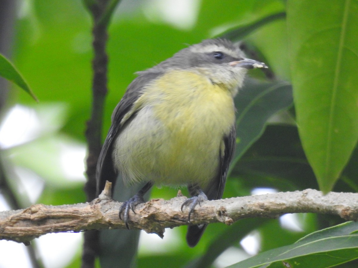 Sucrier à ventre jaune - ML611071445