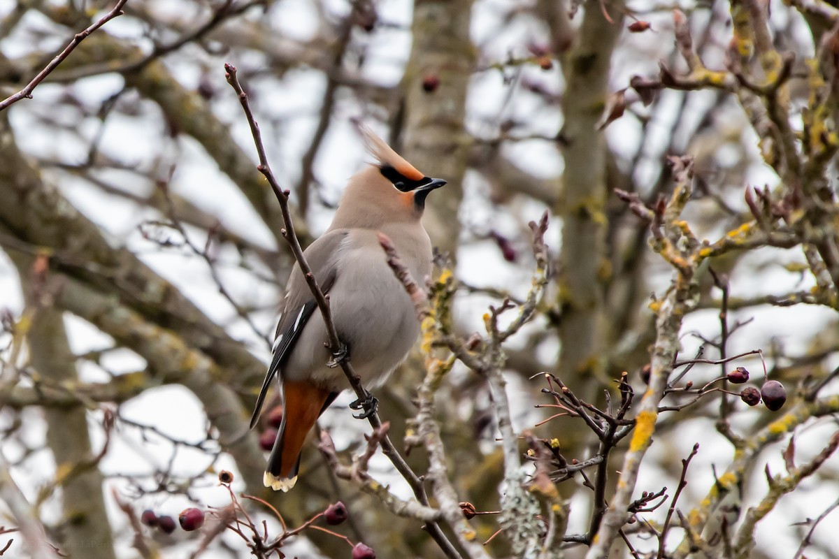 Bohemian Waxwing - ML611071494