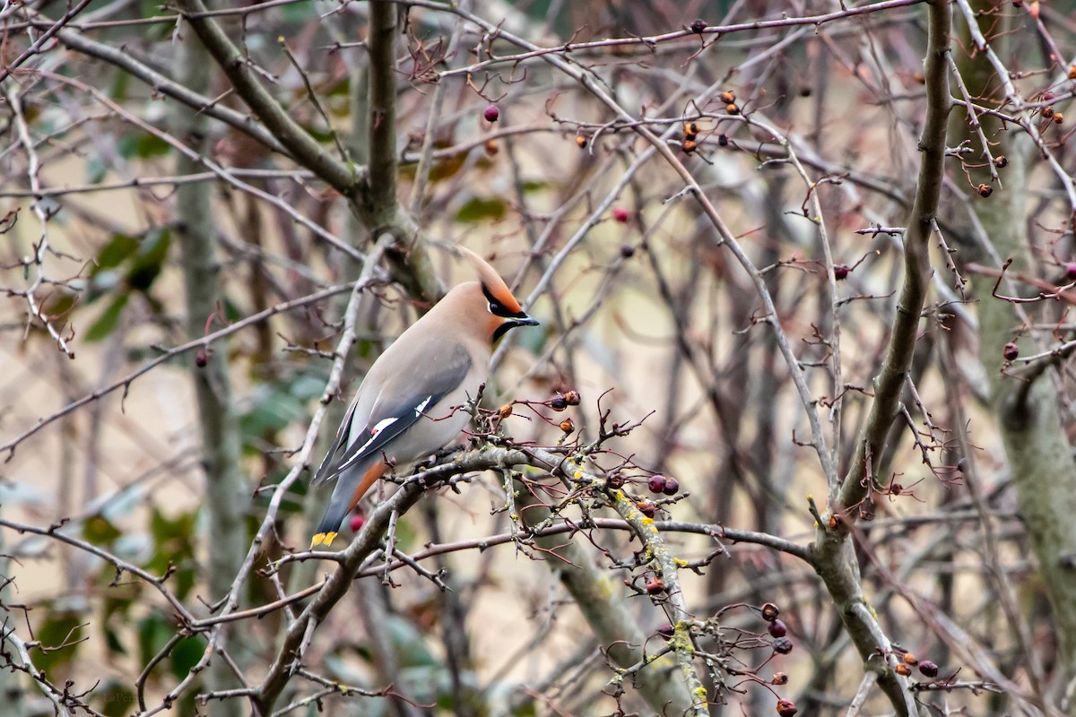 Bohemian Waxwing - ML611071496