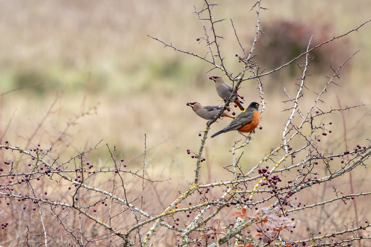 Bohemian Waxwing - ML611071498