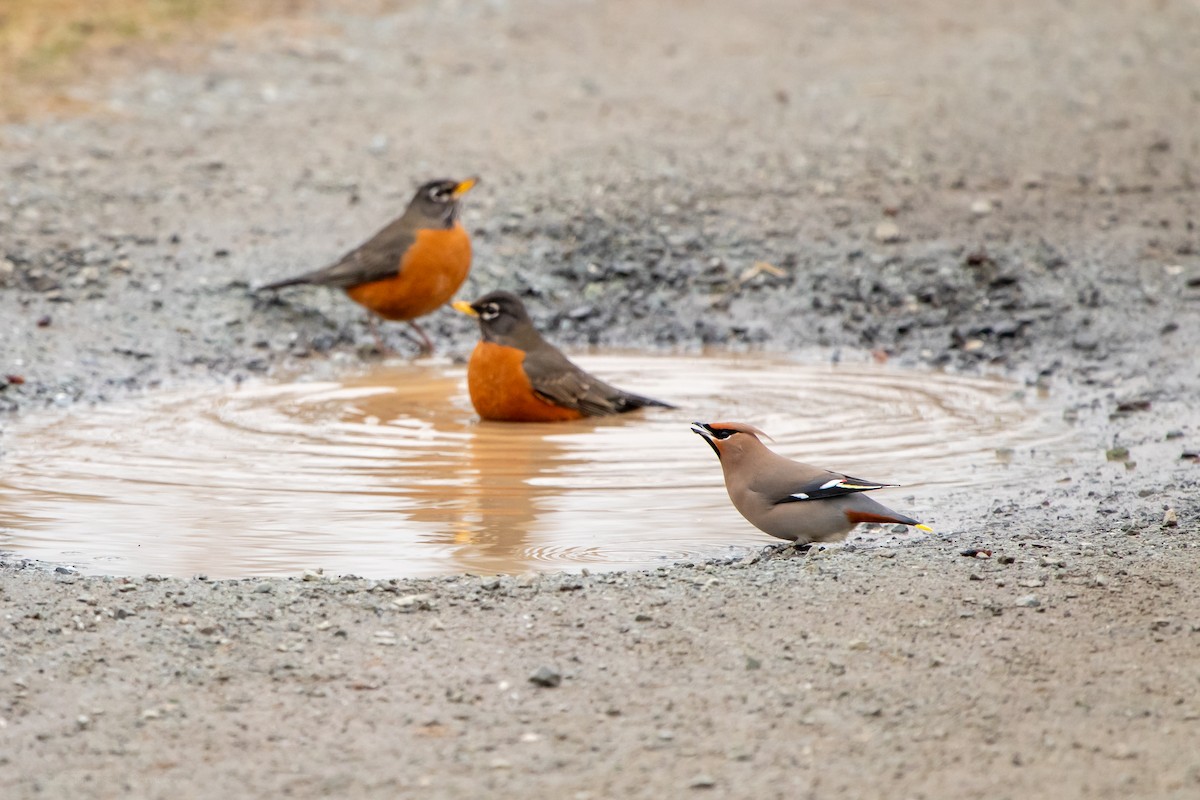 Bohemian Waxwing - ML611071502