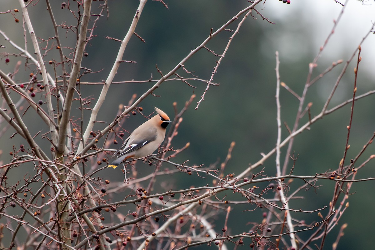 Bohemian Waxwing - ML611071503