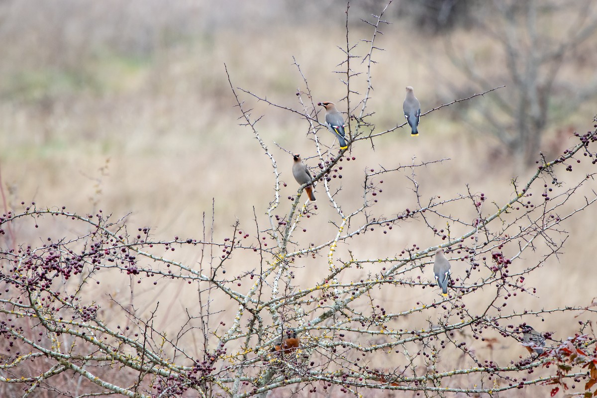 Bohemian Waxwing - ML611071505