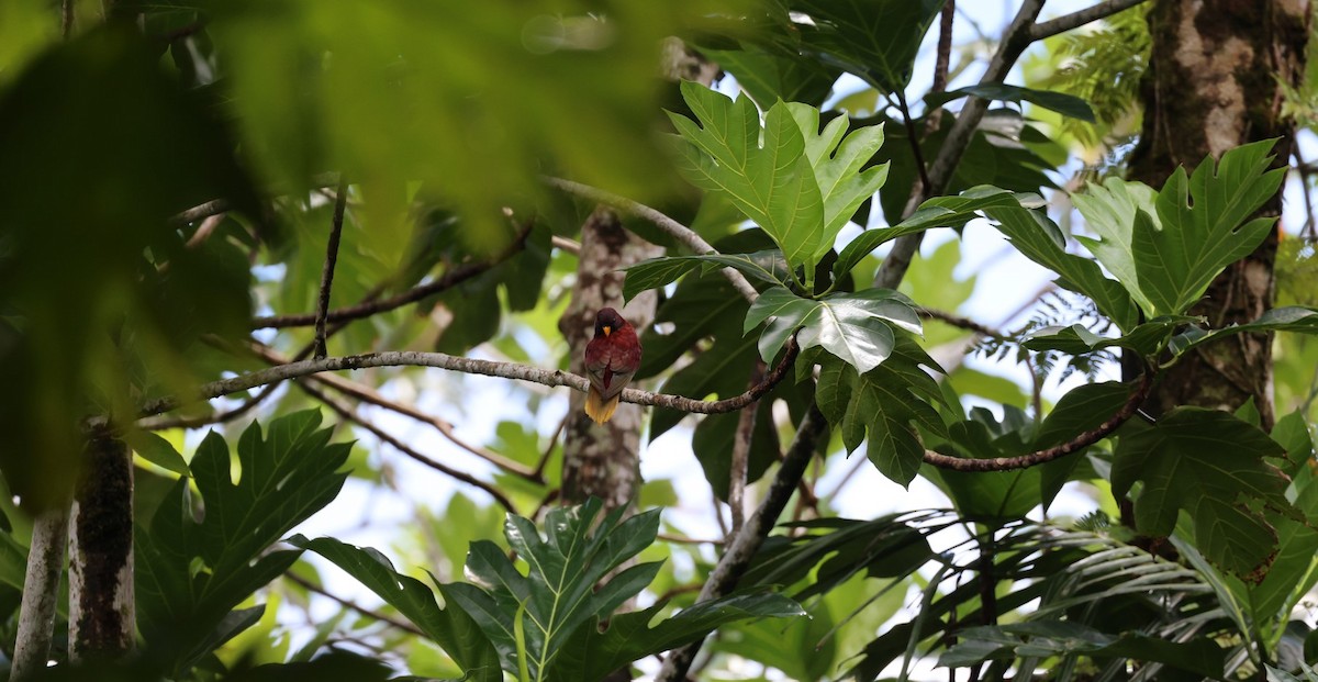 Pohnpei Loriketi - ML611071523