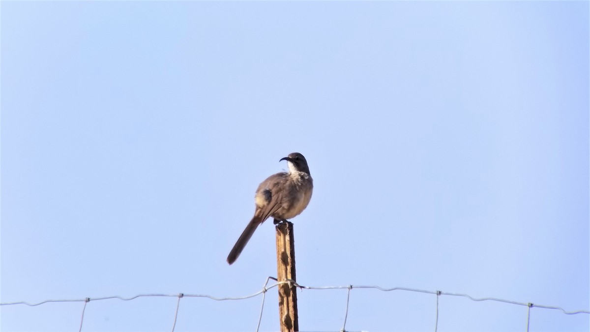 California Thrasher - ML611071538