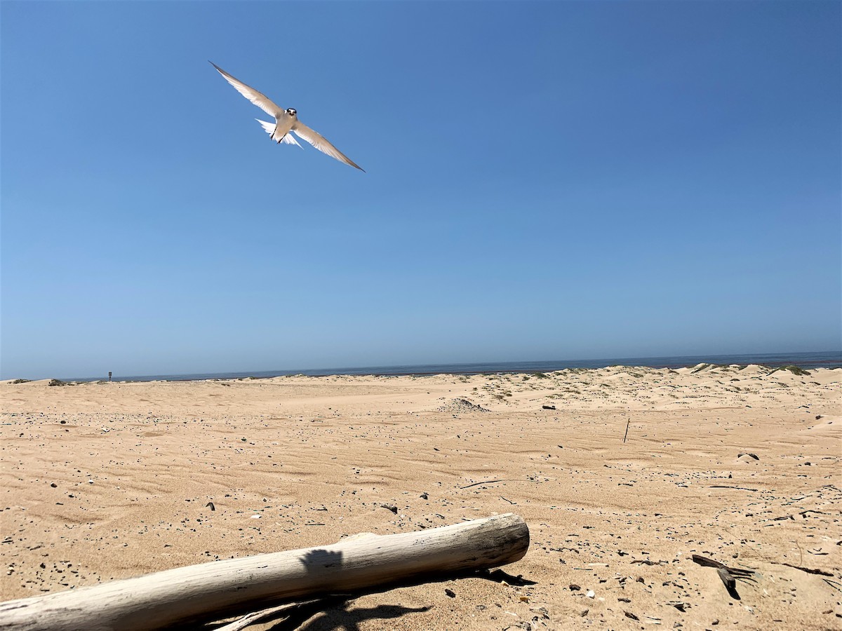 Least Tern - ML611071544