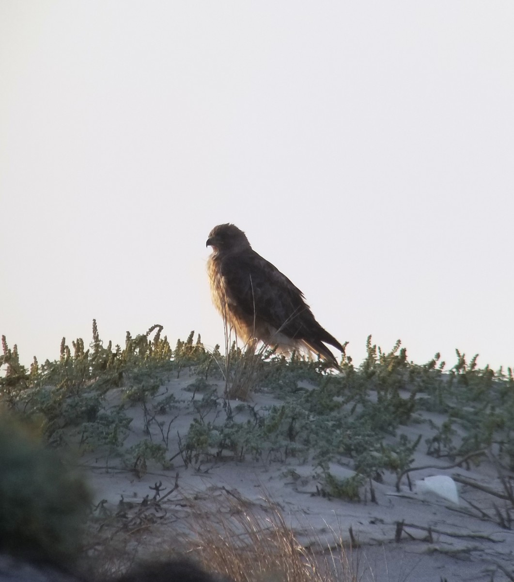 Red-tailed Hawk - ML611071577