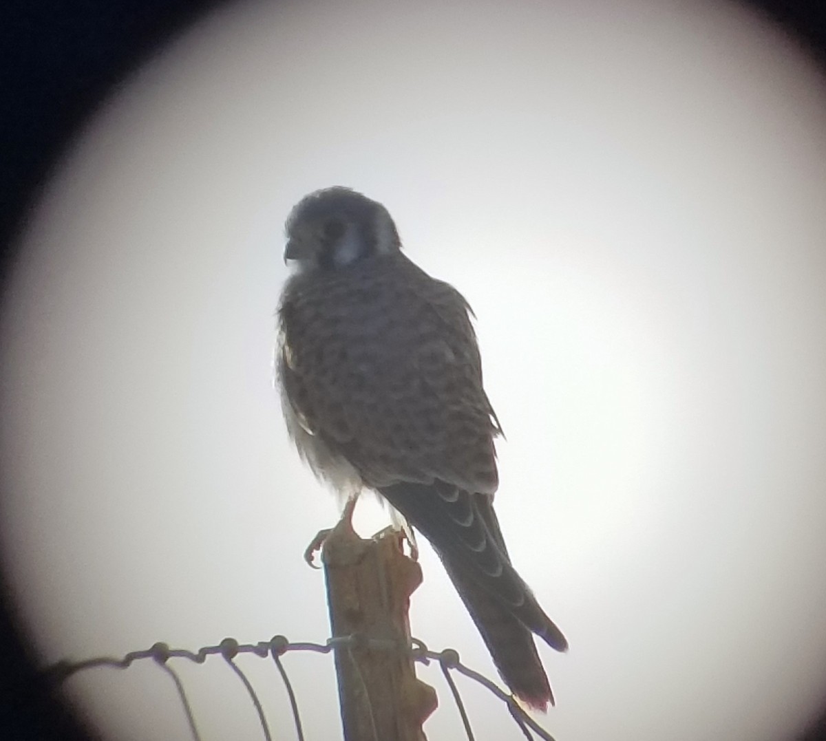 American Kestrel - ML611071601