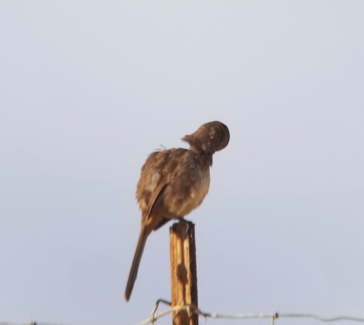 California Thrasher - ML611071629