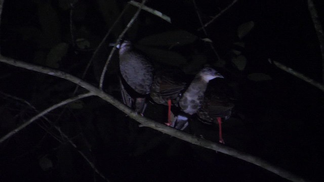 Râle à pieds rouges - ML611071643